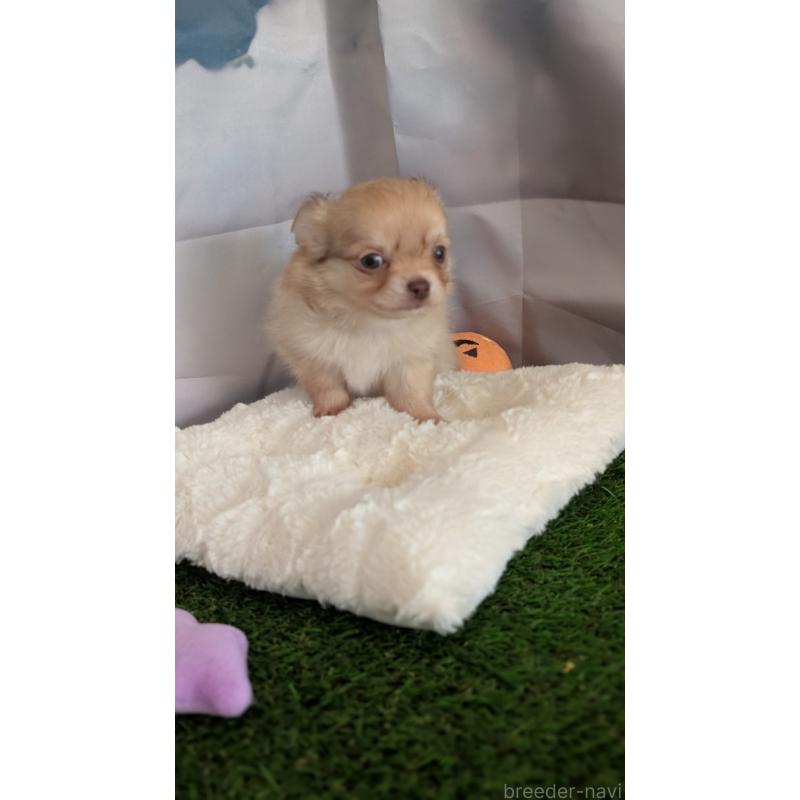 販売中の北海道のチワワ(ロングコート)-417135の10枚目