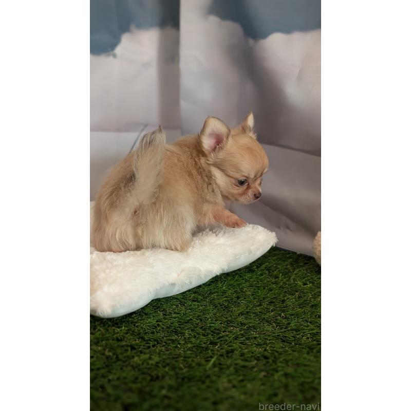 販売中の北海道のチワワ(ロングコート)-417135の9枚目