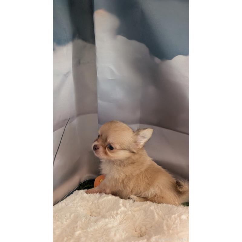 販売中の北海道のチワワ(ロングコート)-417135の8枚目