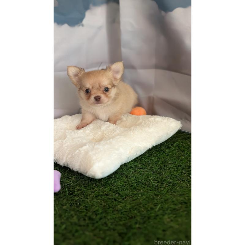 販売中の北海道のチワワ(ロングコート)-417135の7枚目