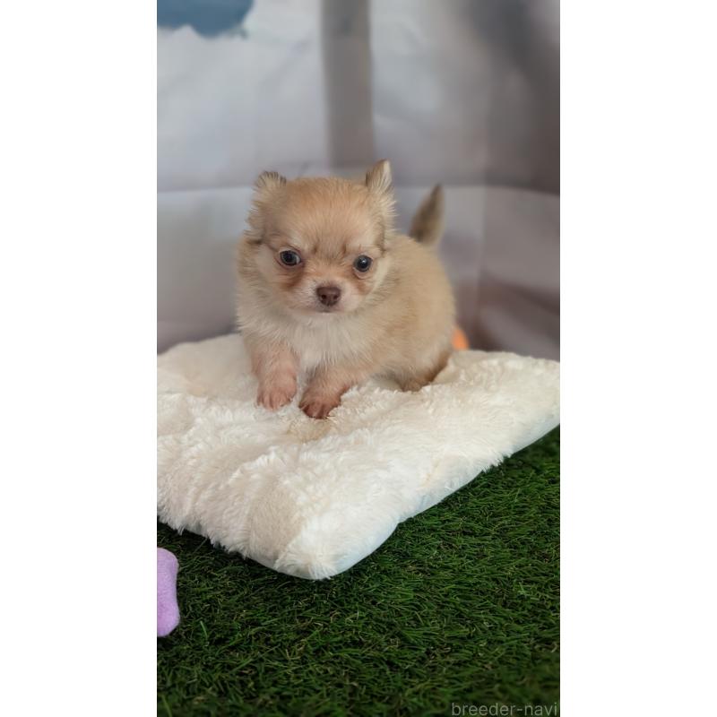 販売中の北海道のチワワ(ロングコート)-417135の6枚目