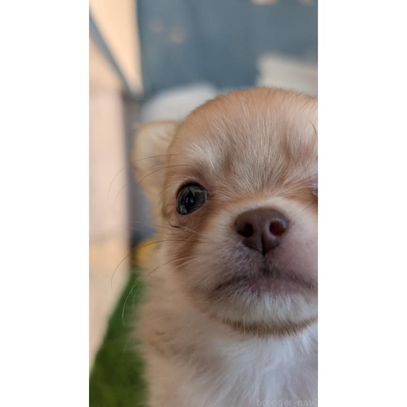 販売中の北海道のチワワ(ロングコート)-417135の5枚目