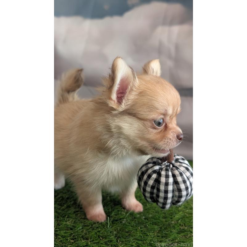 販売中の北海道のチワワ(ロングコート)-417135の4枚目