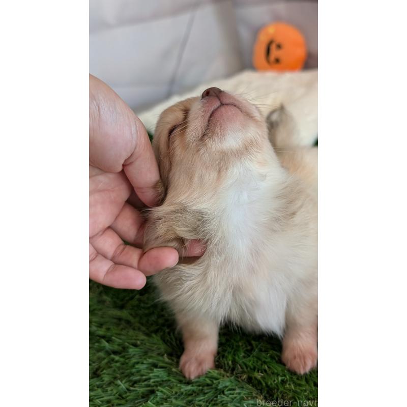 販売中の北海道のチワワ(ロングコート)-417135の3枚目