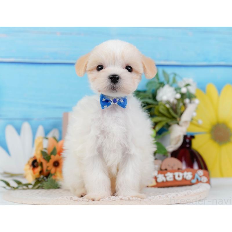 販売中の神奈川県のミックス犬-420096の11枚目
