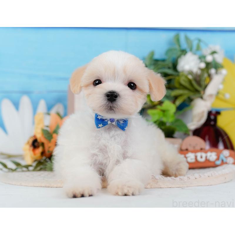 販売中の神奈川県のミックス犬-420096の10枚目