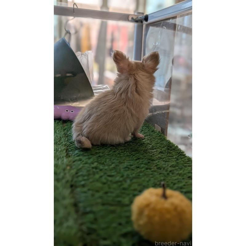 販売中の北海道のチワワ(ロングコート)-417135の2枚目