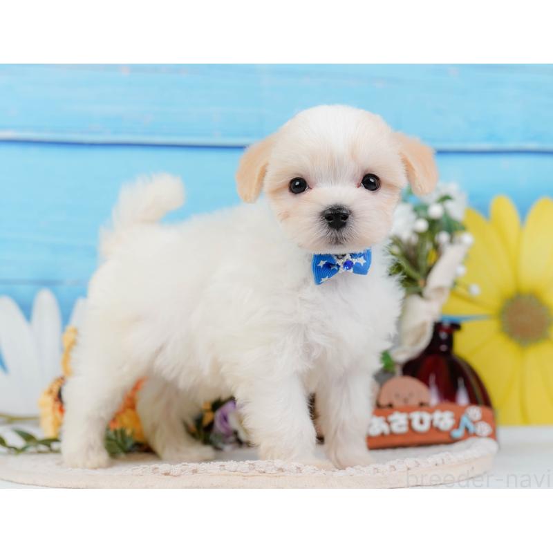 販売中の神奈川県のミックス犬-420096の9枚目