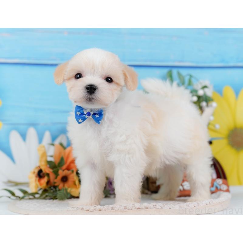 販売中の神奈川県のミックス犬-420096の8枚目