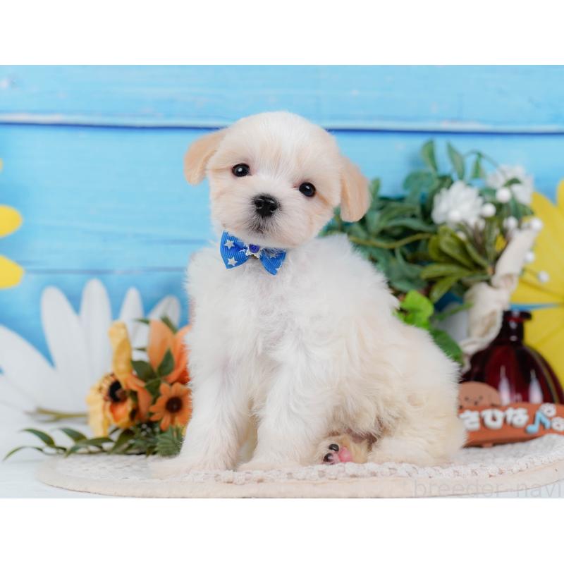 販売中の神奈川県のミックス犬-420096の7枚目