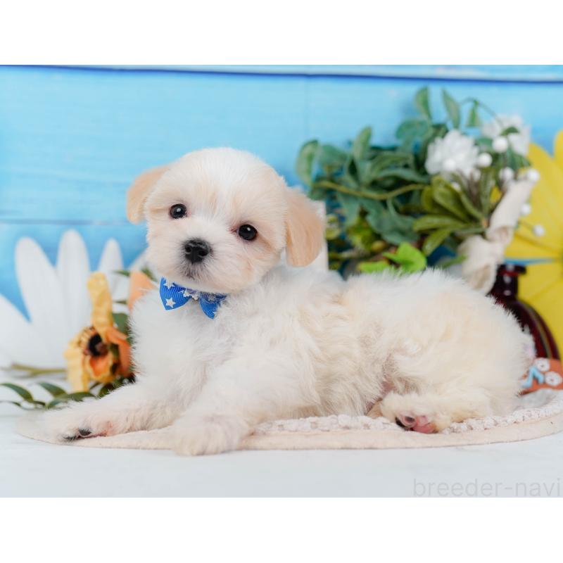 販売中の神奈川県のミックス犬-420096の6枚目