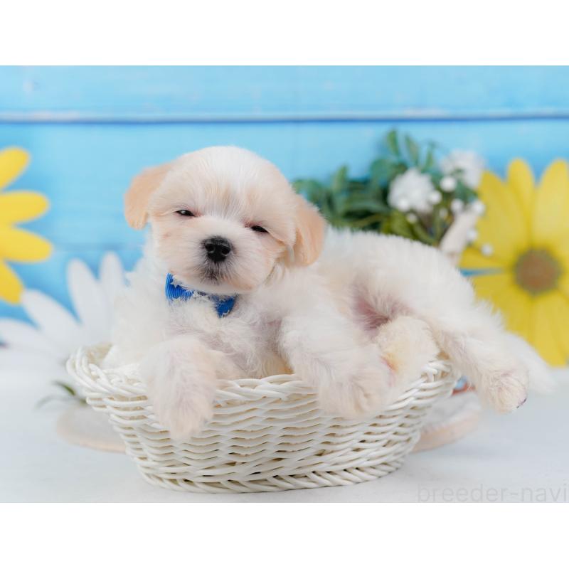 販売中の神奈川県のミックス犬-420096の5枚目
