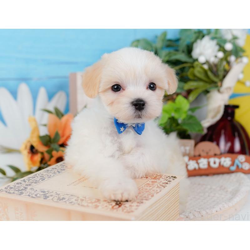 販売中の神奈川県のミックス犬-420096の4枚目