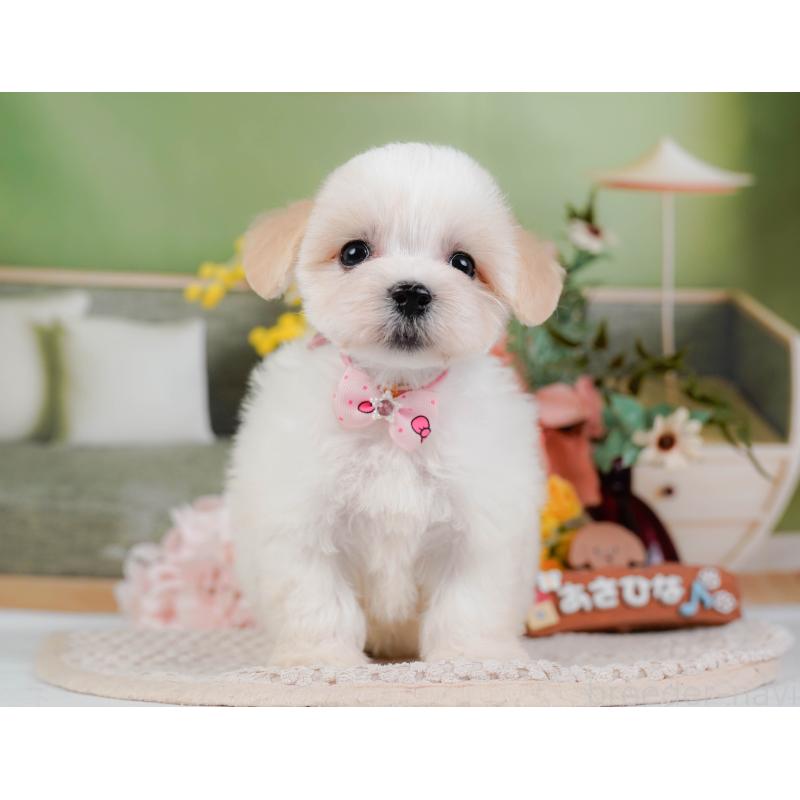 販売中の神奈川県のミックス犬-420098の11枚目