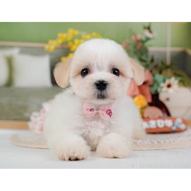 販売中の神奈川県のミックス犬-420098の10枚目