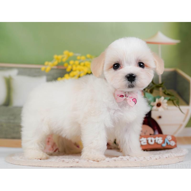 販売中の神奈川県のミックス犬-420098の9枚目