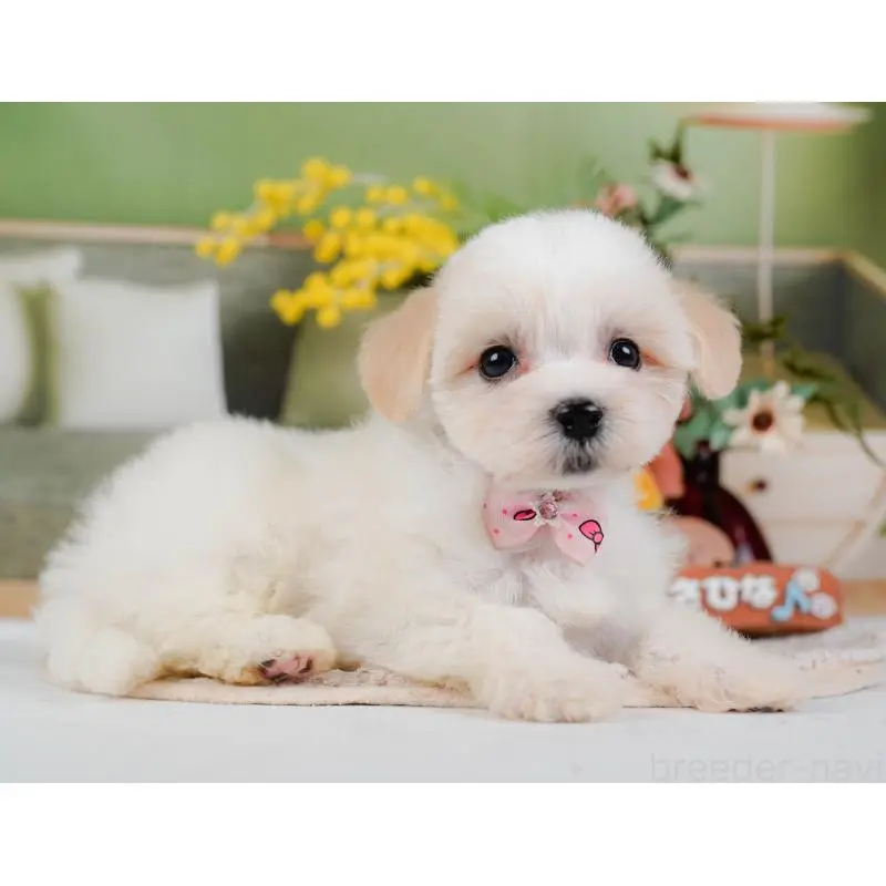 販売中の神奈川県のミックス犬-420098の8枚目