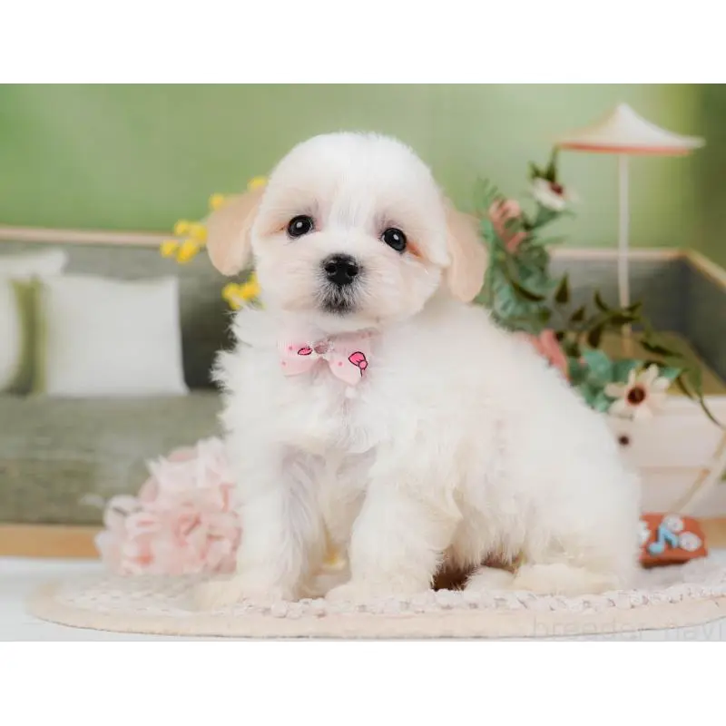 販売中の神奈川県のミックス犬-420098の7枚目