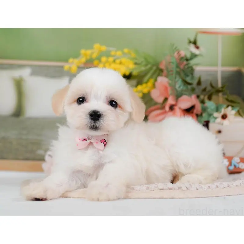 販売中の神奈川県のミックス犬-420098の6枚目