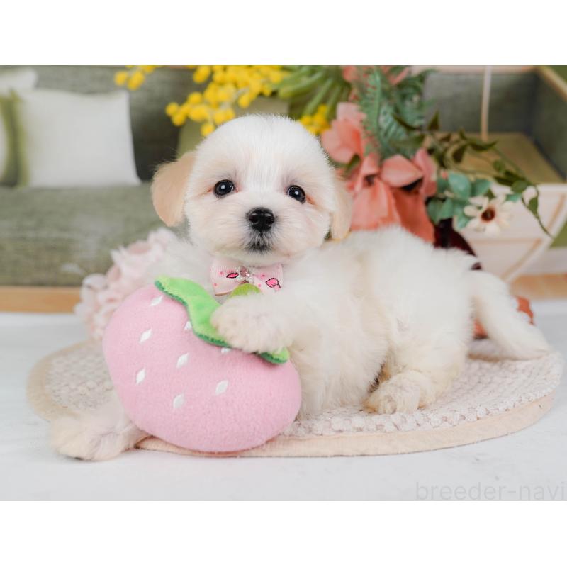 販売中の神奈川県のミックス犬-420098の5枚目