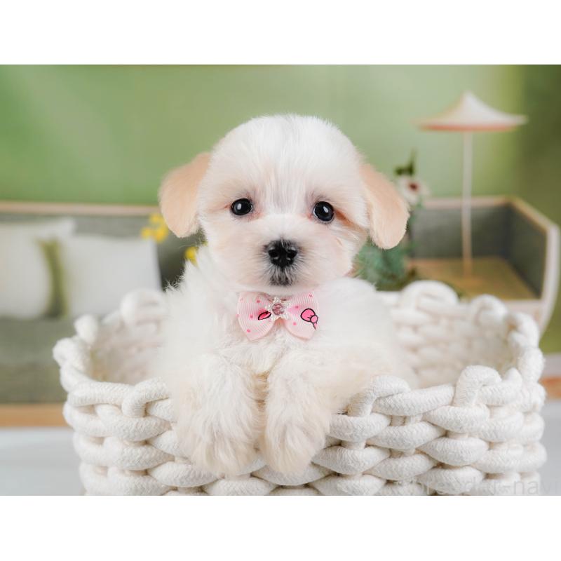 販売中の神奈川県のミックス犬-420098の4枚目