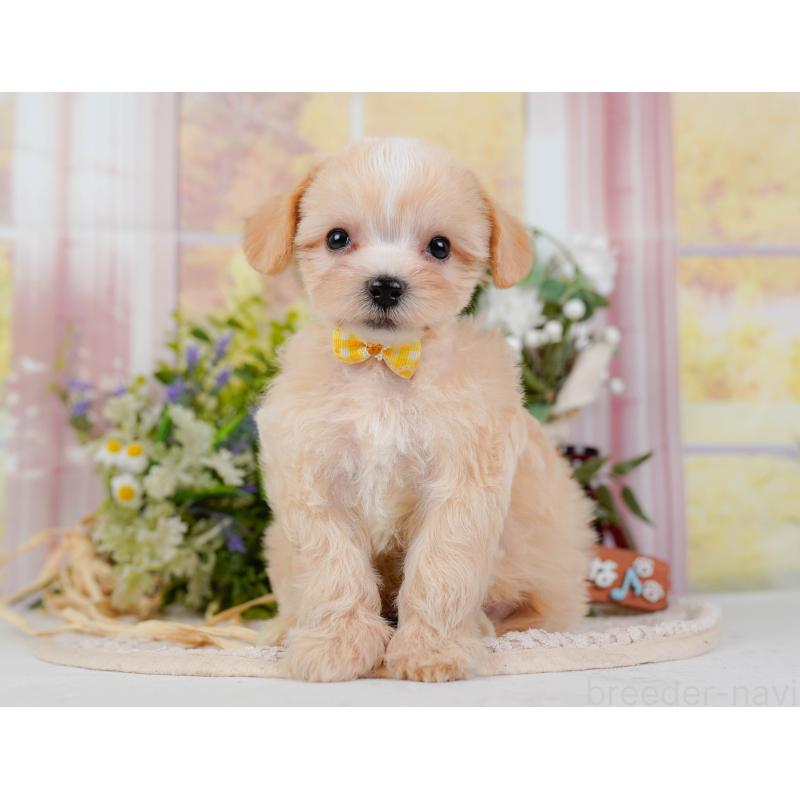 販売中の神奈川県のミックス犬-420102の11枚目