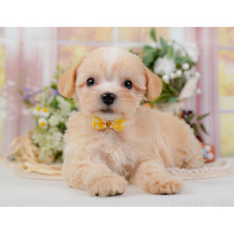 販売中の神奈川県のミックス犬-420102の10枚目