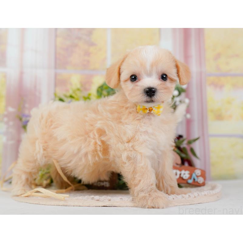 販売中の神奈川県のミックス犬-420102の9枚目