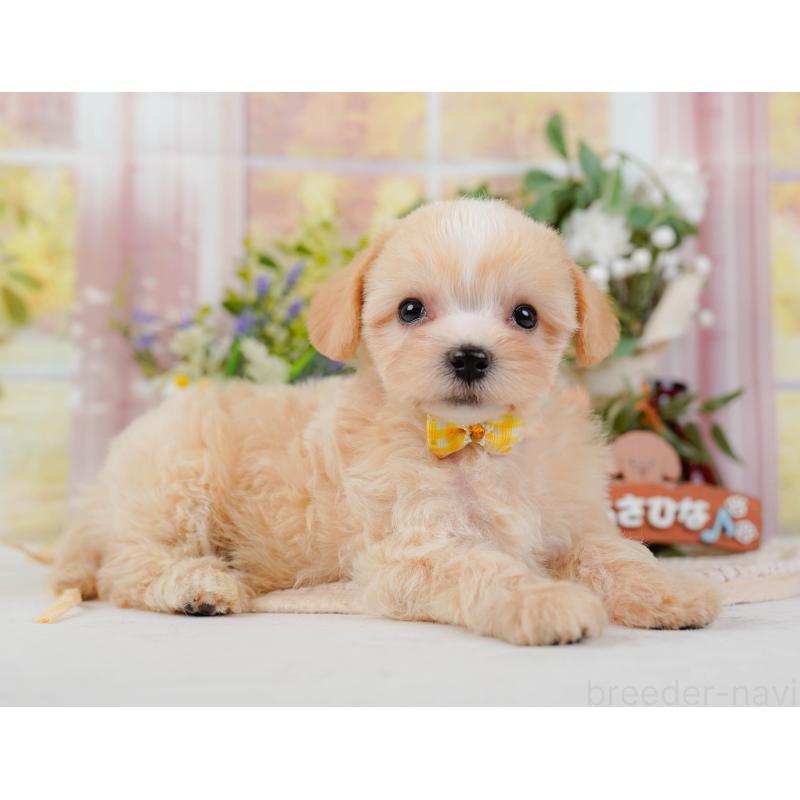 販売中の神奈川県のミックス犬-420102の8枚目