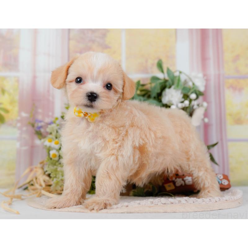 販売中の神奈川県のミックス犬-420102の7枚目