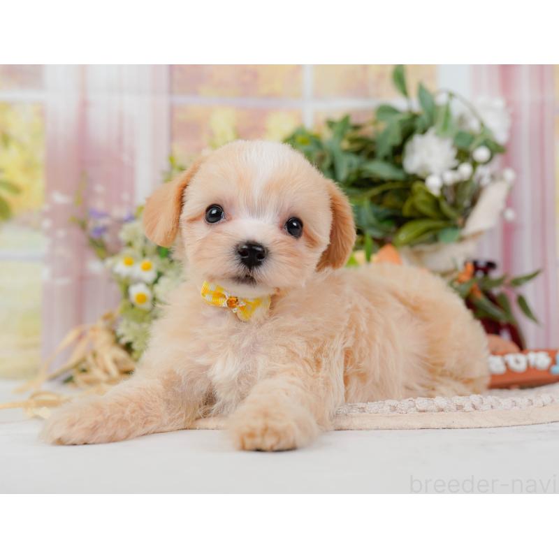 販売中の神奈川県のミックス犬-420102の6枚目