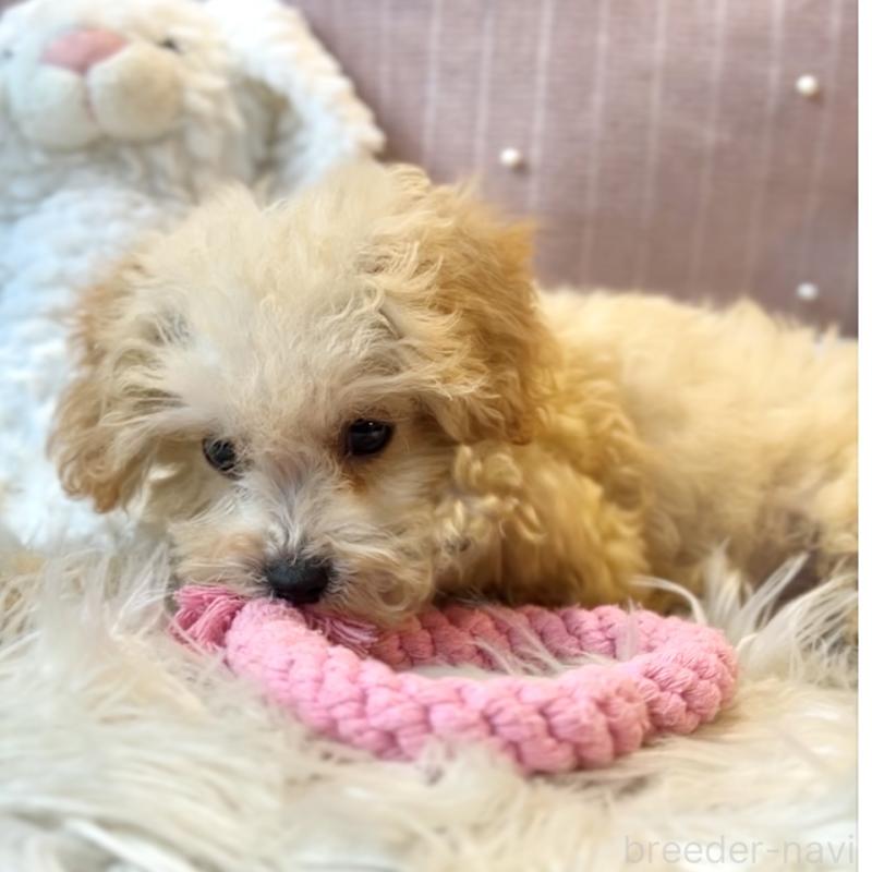 販売中の栃木県のマルプー:マルチーズ×トイプードル-417441の5枚目