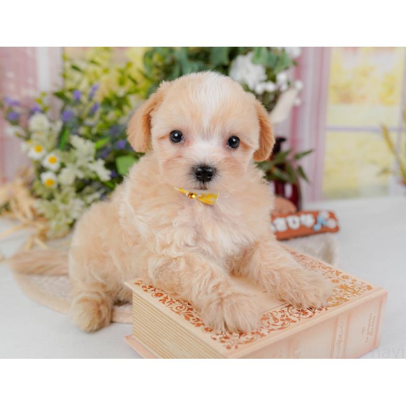 販売中の神奈川県のミックス犬-420102の5枚目