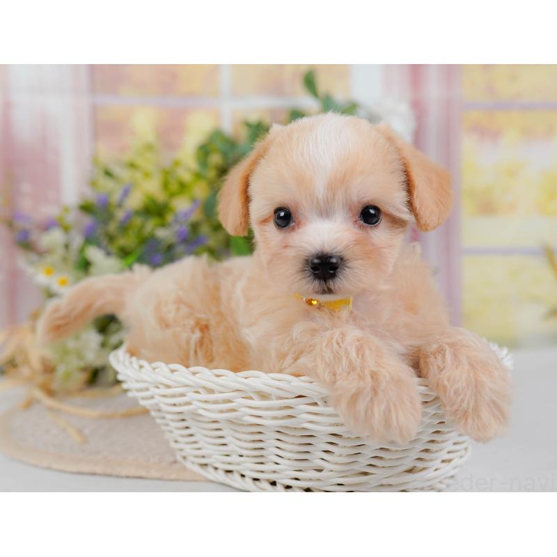 販売中の神奈川県のミックス犬-420102の4枚目