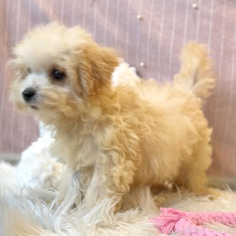 販売中の栃木県のマルプー:マルチーズ×トイプードル-417441の4枚目