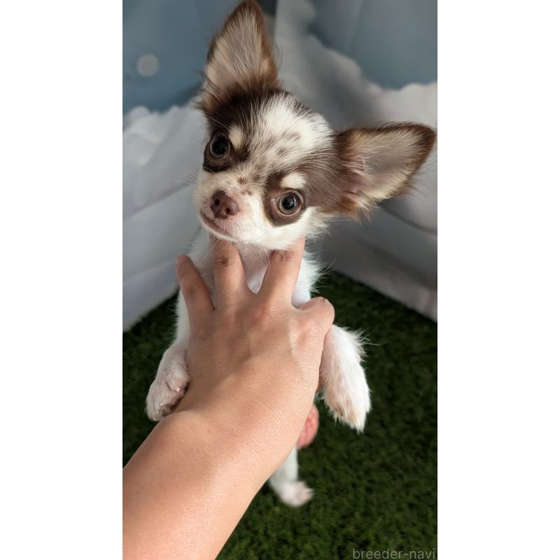 販売中の北海道のチワワ(ロングコート)-404978の10枚目