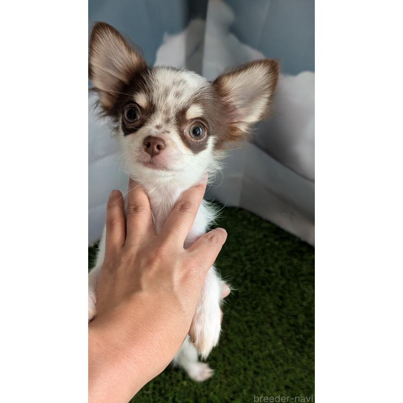 販売中の北海道のチワワ(ロングコート)-404978の9枚目