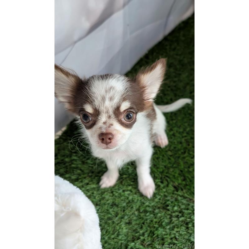 販売中の北海道のチワワ(ロングコート)-404978の8枚目