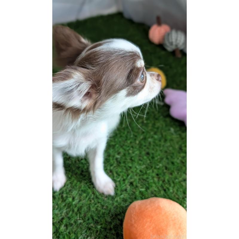 販売中の北海道のチワワ(ロングコート)-404978の7枚目