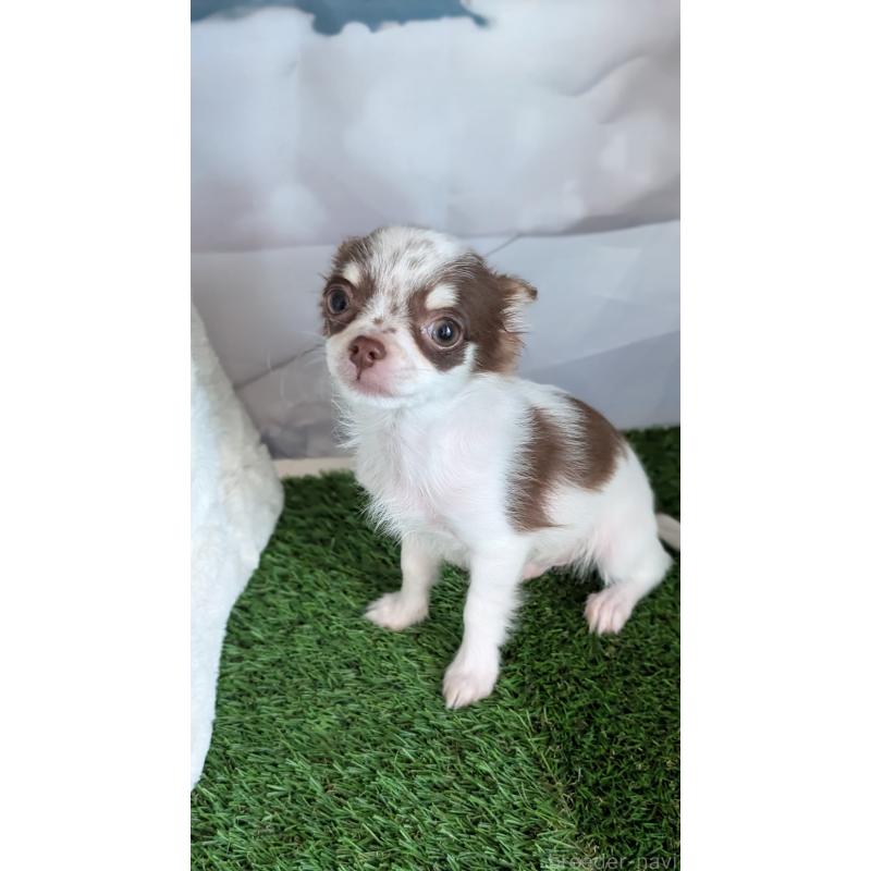 販売中の北海道のチワワ(ロングコート)-404978の6枚目