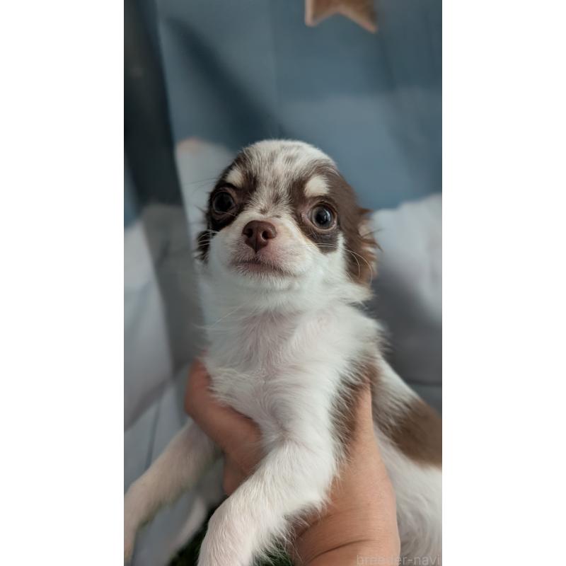 販売中の北海道のチワワ(ロングコート)-404978の5枚目