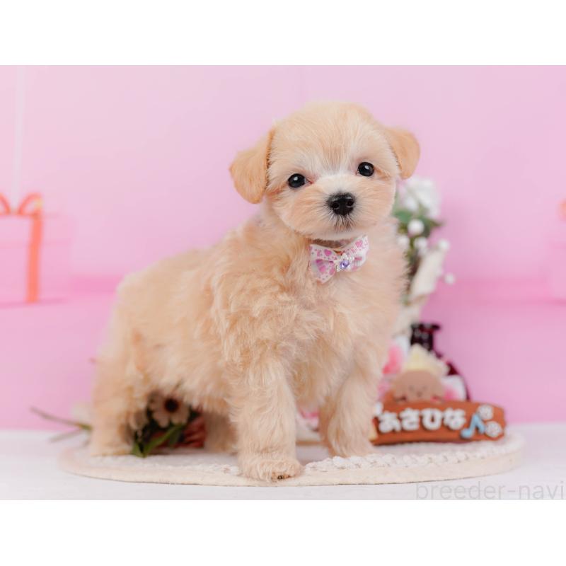 販売中の神奈川県のミックス犬-420105の11枚目