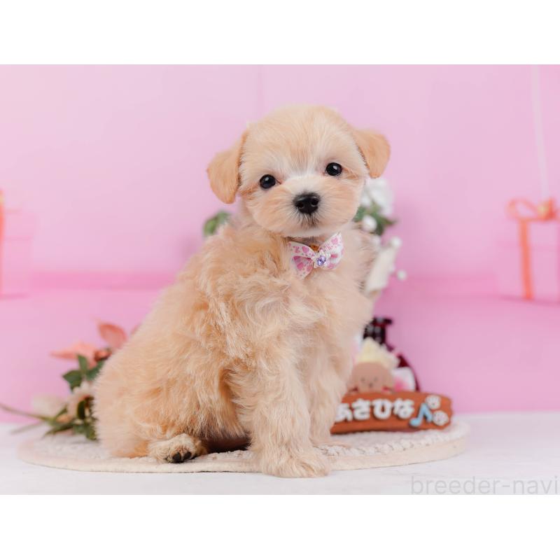 販売中の神奈川県のミックス犬-420105の10枚目