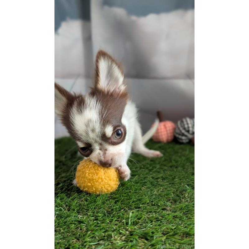 販売中の北海道のチワワ(ロングコート)-404978の3枚目