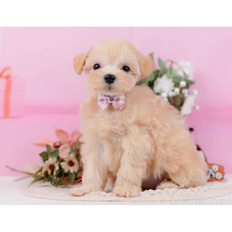 販売中の神奈川県のミックス犬-420105の9枚目