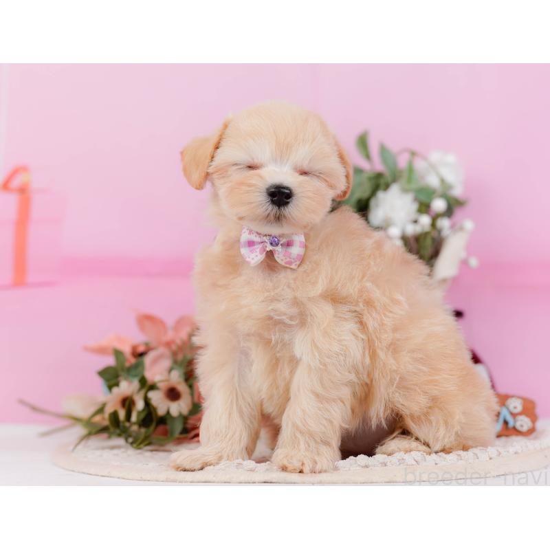 販売中の神奈川県のミックス犬-420105の8枚目