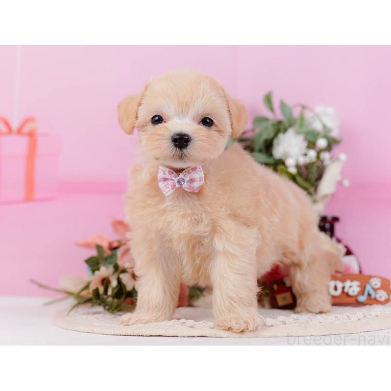 販売中の神奈川県のミックス犬-420105の7枚目