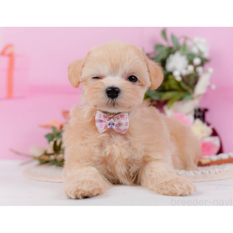 販売中の神奈川県のミックス犬-420105の6枚目
