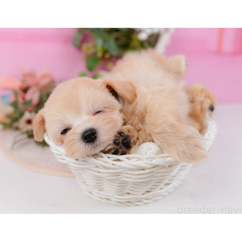 販売中の神奈川県のミックス犬-420105の5枚目