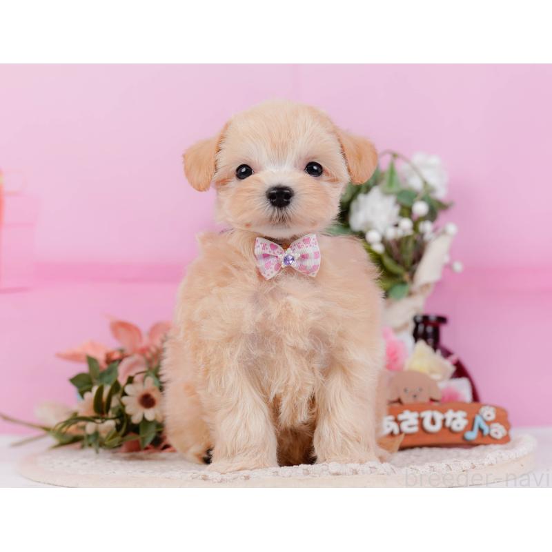 販売中の神奈川県のミックス犬-420105の4枚目